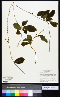 Petiveria alliacea image