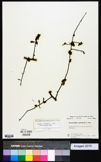 Phaulothamnus spinescens image