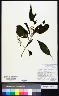 Phytolacca americana var. rigida image