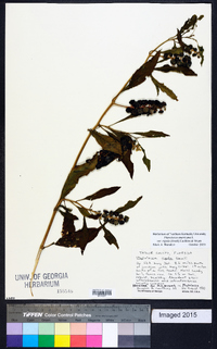 Phytolacca americana var. rigida image