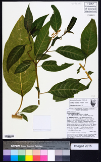 Phytolacca americana var. rigida image