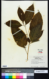 Phytolacca americana var. americana image