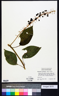 Phytolacca rivinoides image