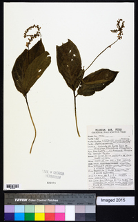 Trichostigma peruvianum image
