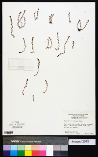 Cypselea humifusa image
