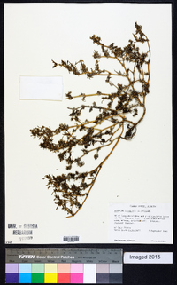 Sesuvium maritimum image