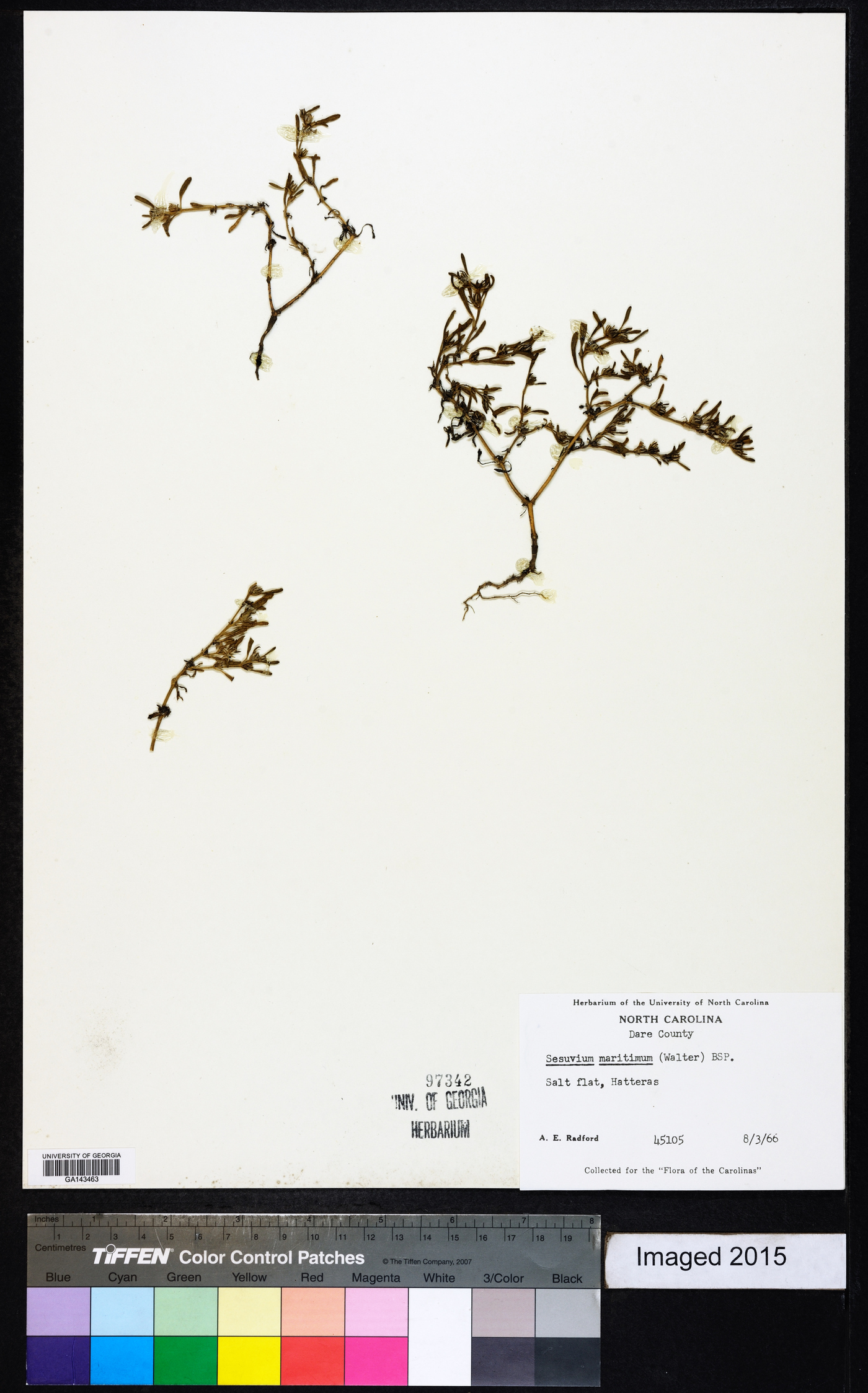 Sesuvium maritimum image