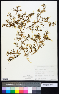 Sesuvium maritimum image