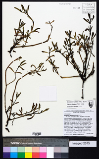 Sesuvium portulacastrum image