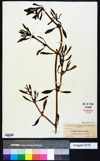 Sesuvium portulacastrum image