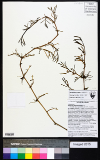 Sesuvium portulacastrum image