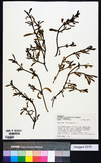 Sesuvium portulacastrum image