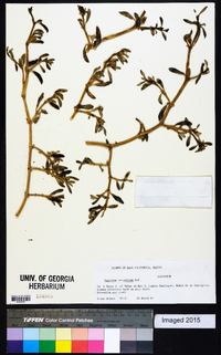 Sesuvium verrucosum image