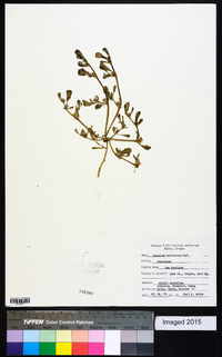 Sesuvium verrucosum image