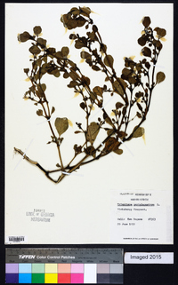 Trianthema portulacastrum image