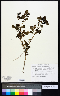 Trianthema portulacastrum image