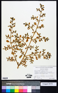 Trianthema portulacastrum image