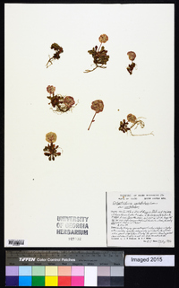 Calyptridium umbellatum image