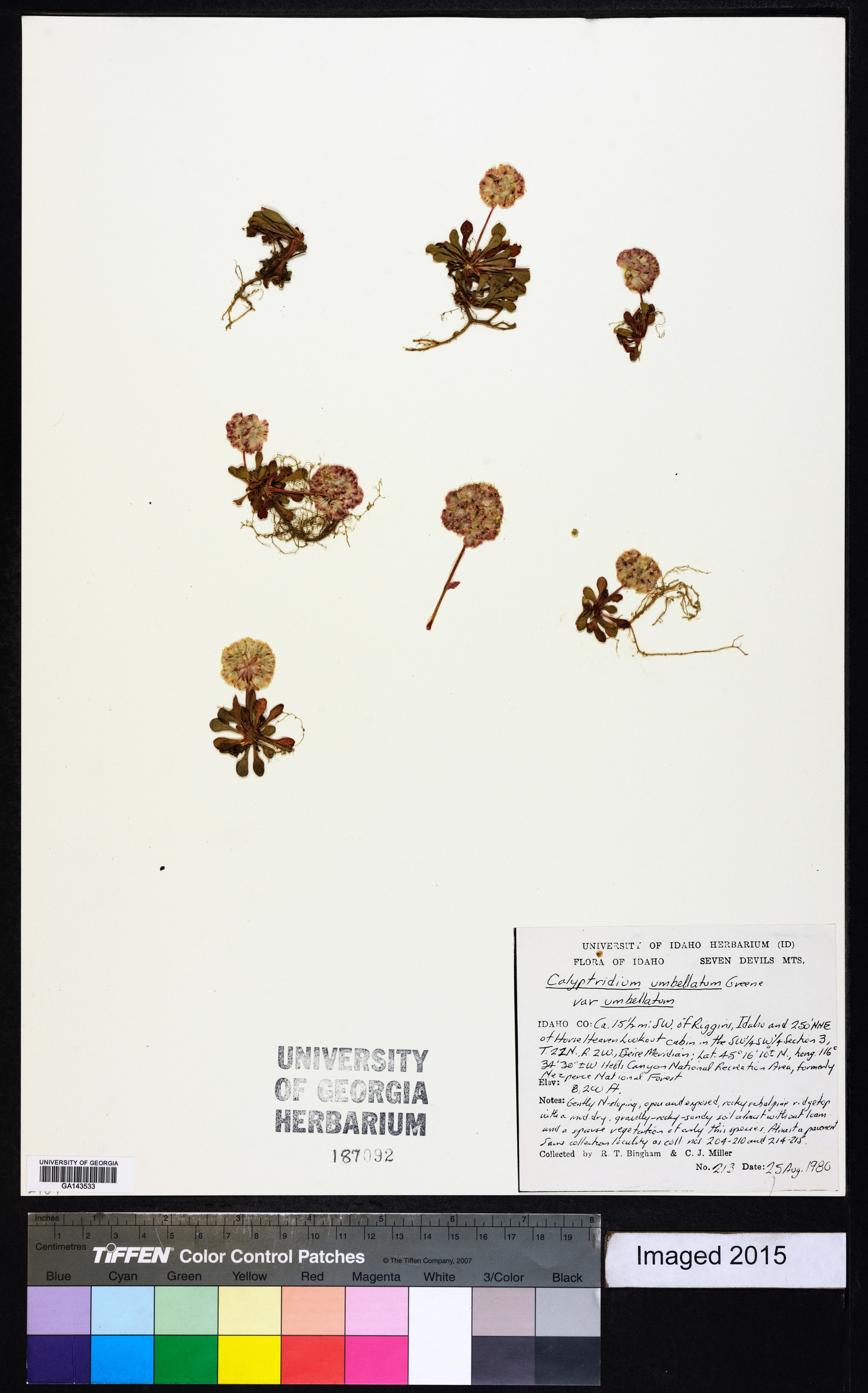 Calyptridium umbellatum var. umbellatum image