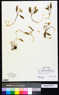 Claytonia caroliniana image