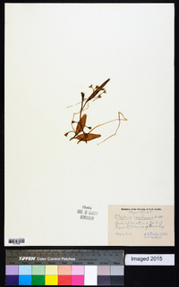 Claytonia caroliniana image