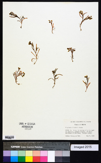 Montia linearis image