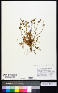 Claytonia perfoliata image