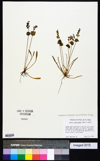 Claytonia perfoliata subsp. perfoliata image