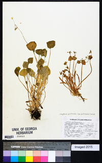 Claytonia perfoliata image