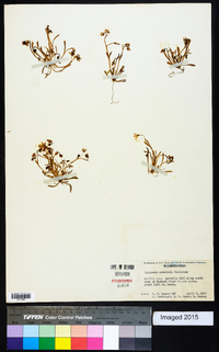 Claytonia arenicola image