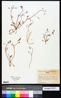 Claytonia arenicola image