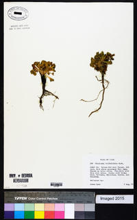 Image of Claytonia bellidifolia