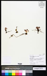 Lewisia pygmaea var. pygmaea image