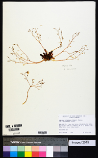 Lewisia columbiana var. wallowensis image