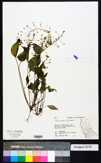 Claytonia sibirica var. sibirica image