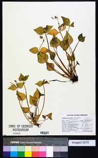 Claytonia sibirica image