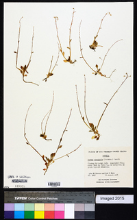 Claytonia arenicola image