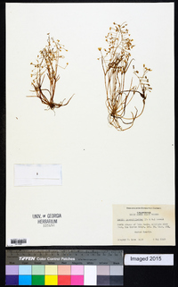 Claytonia gypsophiloides image