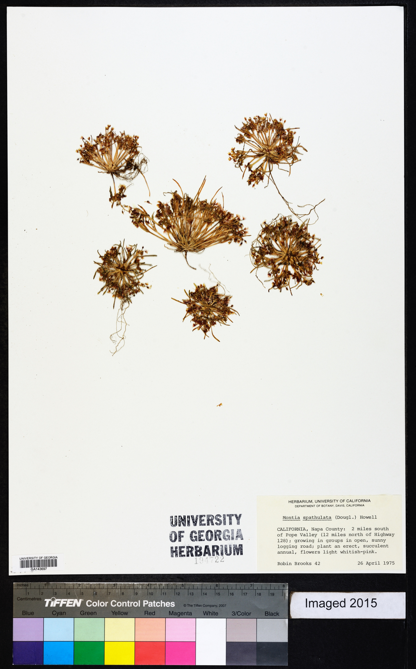 Montia spathulata image