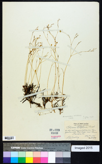 Phemeranthus teretifolius image