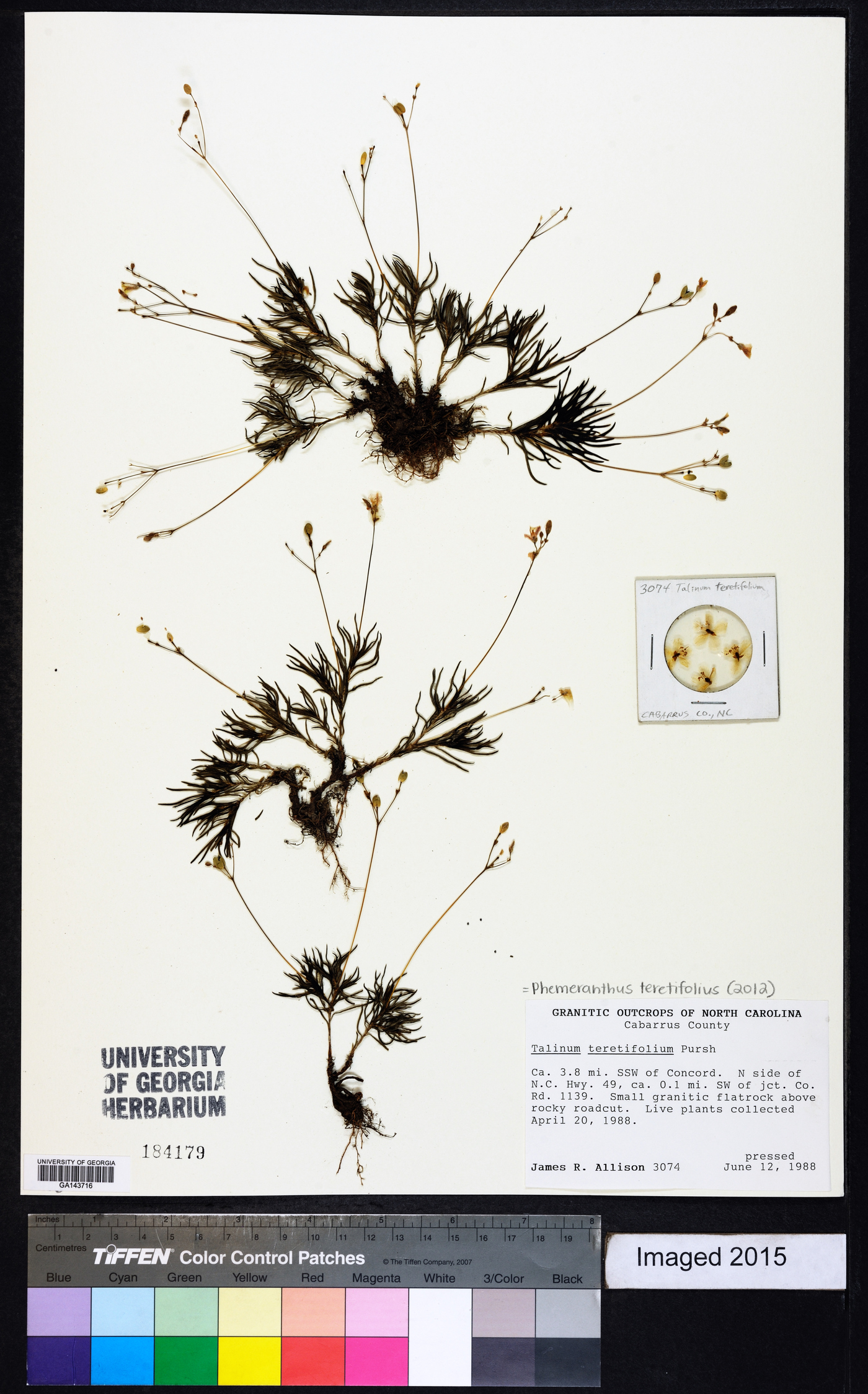 Phemeranthus teretifolius image