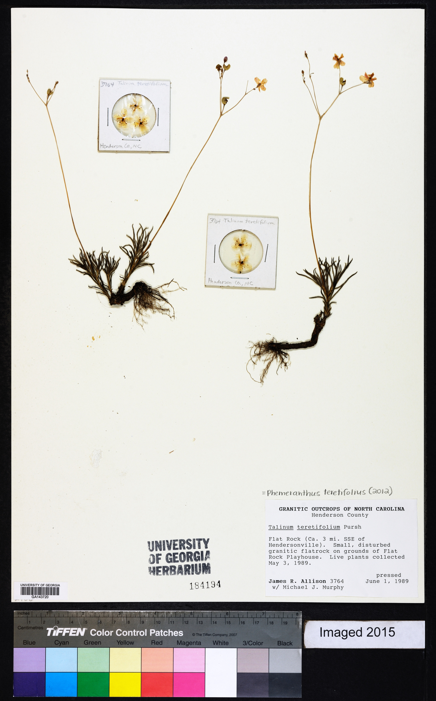 Phemeranthus teretifolius image