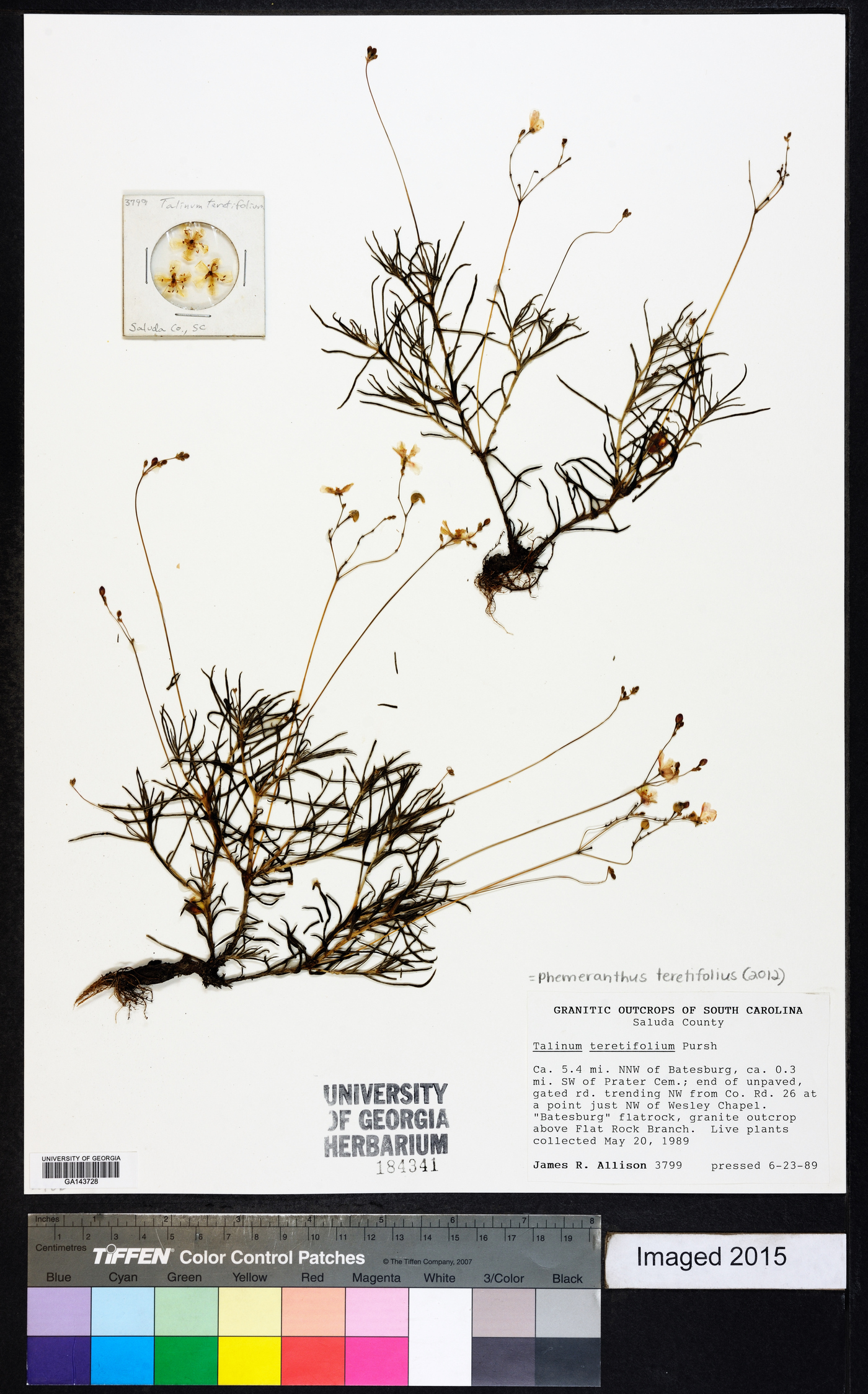 Phemeranthus teretifolius image