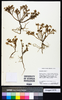 Portulaca pilosa image