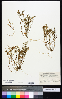 Arenaria serpyllifolia image