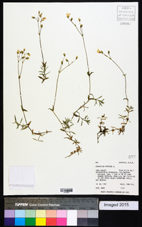 Cerastium arvense image