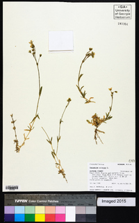 Cerastium arvense image