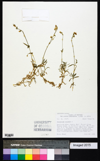 Cerastium arvense image