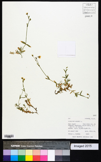 Cerastium arvense image