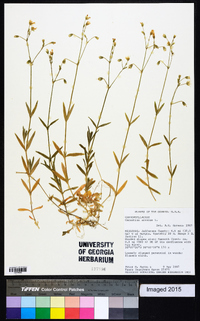 Cerastium arvense image